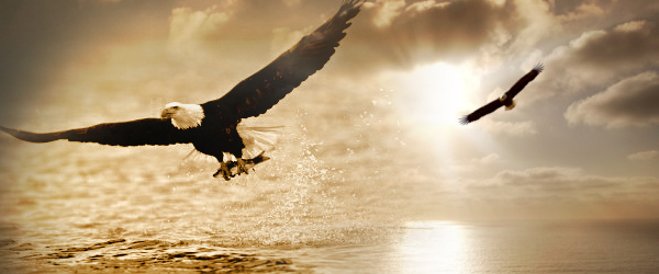 /assets/www.nehemiahzau.com/wp-content/uploads/2012/08/eagle.jpg